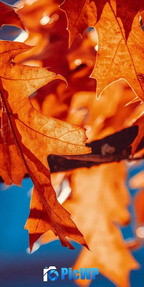 Autumn leaves Orange Leaf 3K Mobile Wallpaper
