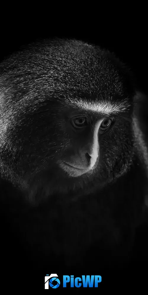 Hamlyn's monkey Owl-faced monkey 3K Mobile Wallpaper