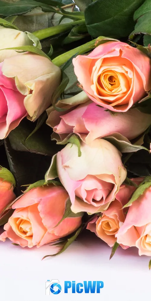 Pink Roses Green leaves 3K Mobile Wallpaper