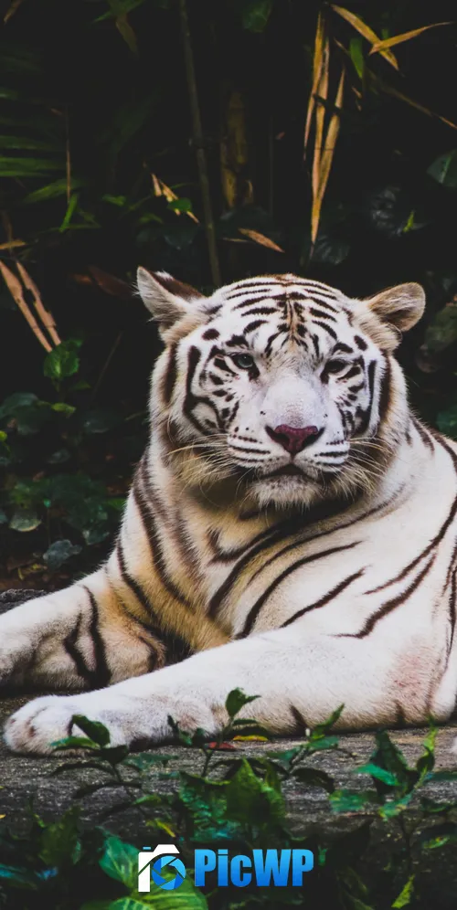 White tiger Forest 3K Mobile Wallpaper
