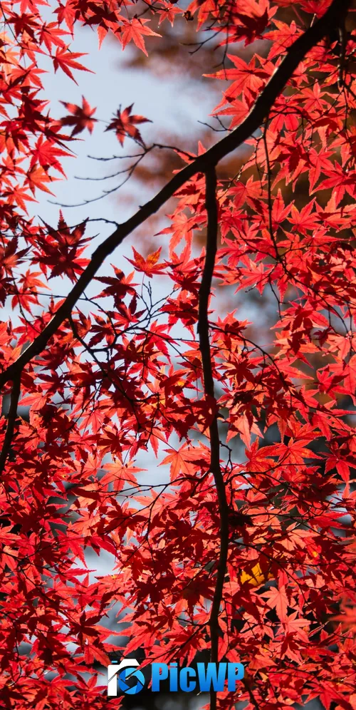 Maple tree Red leaves 3K Mobile Wallpaper