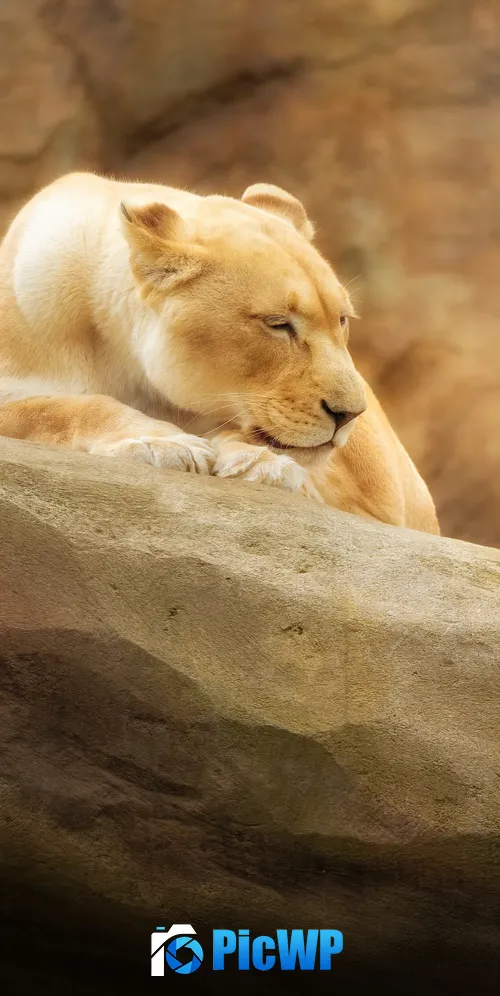 Lioness Paradise Wildlife Park 3K Mobile Wallpaper