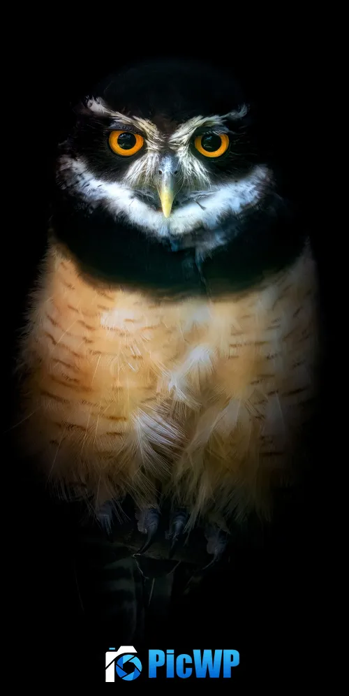 Owl Night 3K Mobile Wallpaper
