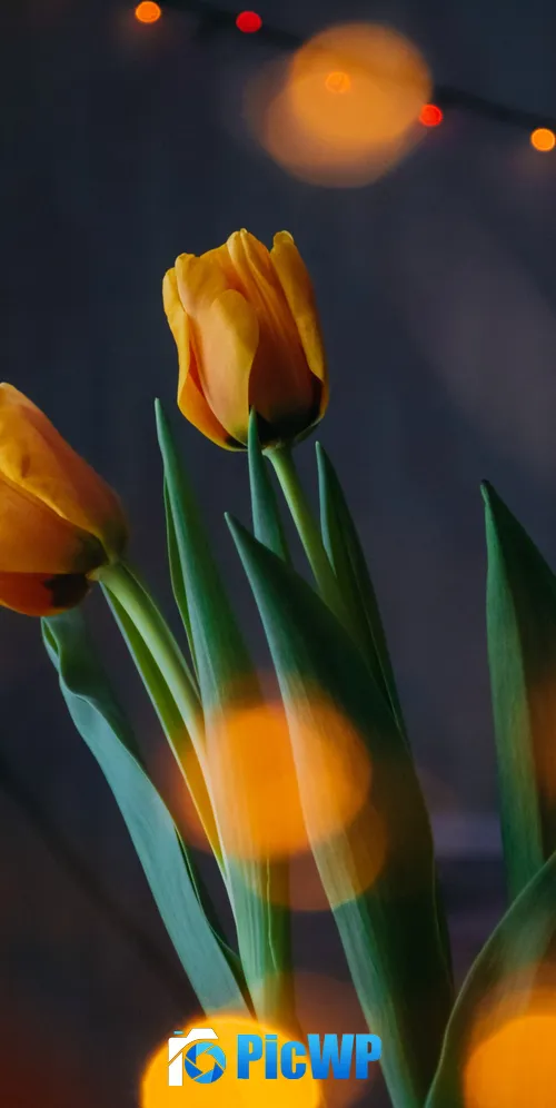 Yellow tulips Bokeh 3K Mobile Wallpaper