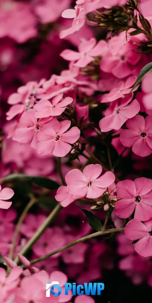 Pink flowers Bokeh 3K Mobile Wallpaper
