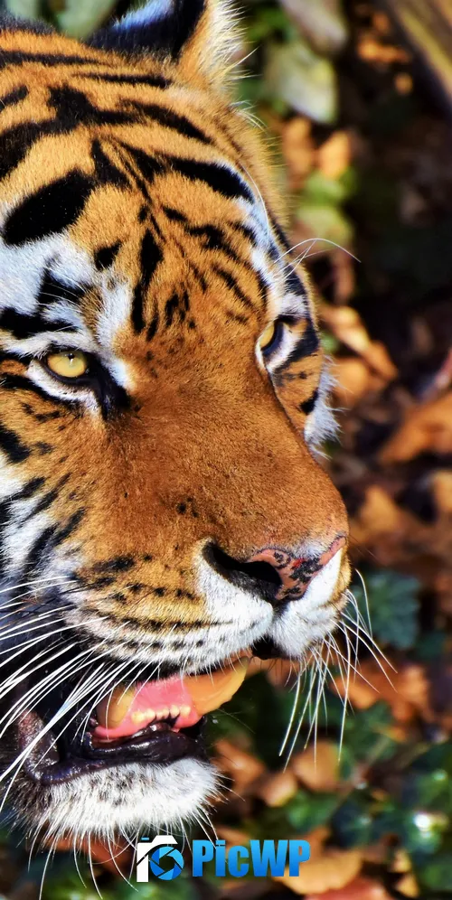 Tiger face Predator 3K Mobile Wallpaper