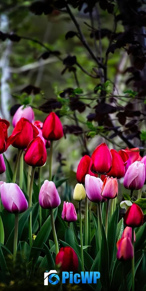 Tulip flowers Multicolor 3K Mobile Wallpaper