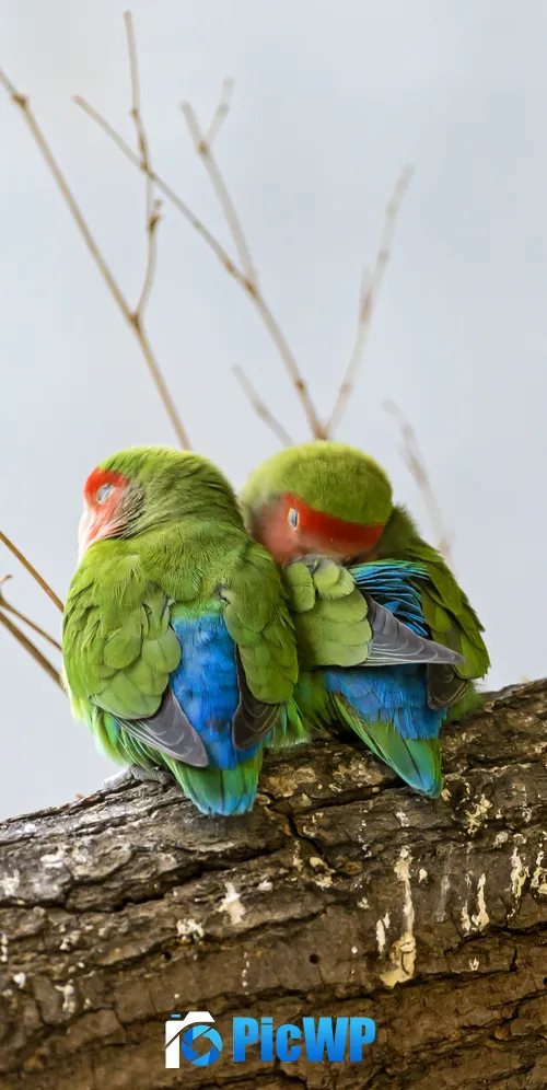 Rosy Faced Lovebirds Peach Faced Lovebirds 3K Mobile Wallpaper