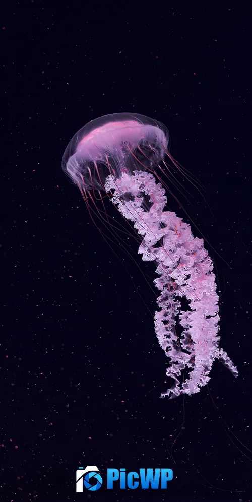 Jellyfish Dark background 3K Mobile Wallpaper