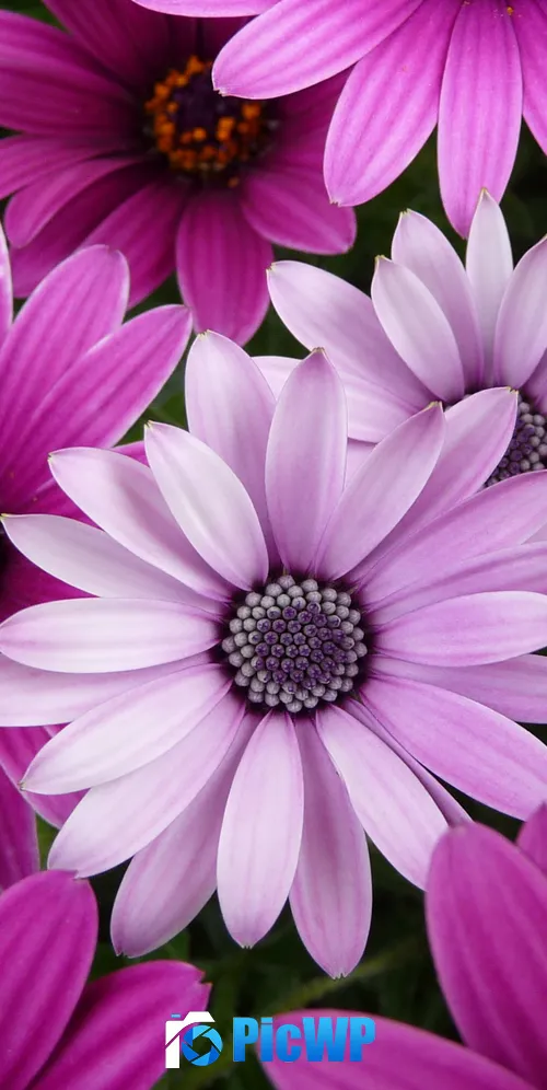Daisy flowers Garden 3K Mobile Wallpaper