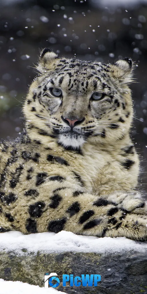 Snow leopard Winter 3K Mobile Wallpaper
