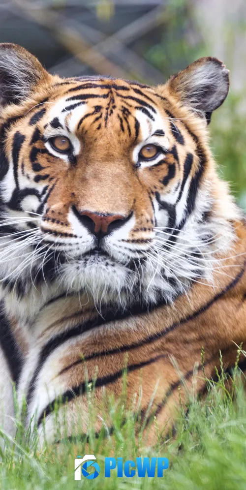 Bengal Tiger 3K Mobile Wallpaper