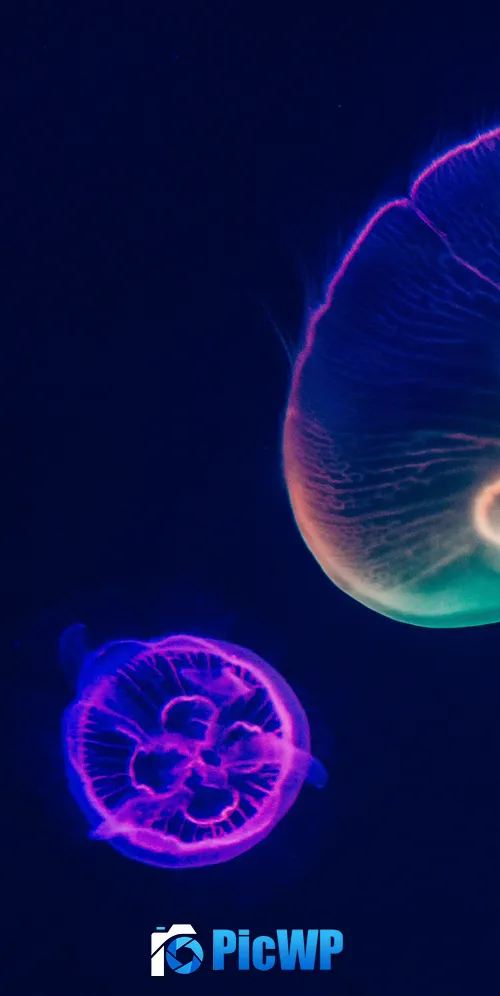 Jellyfishes Purple 3K Mobile Wallpaper