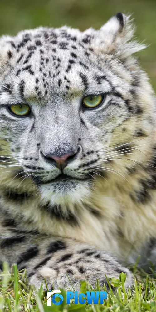 White Snow leopard 3K Mobile Wallpaper