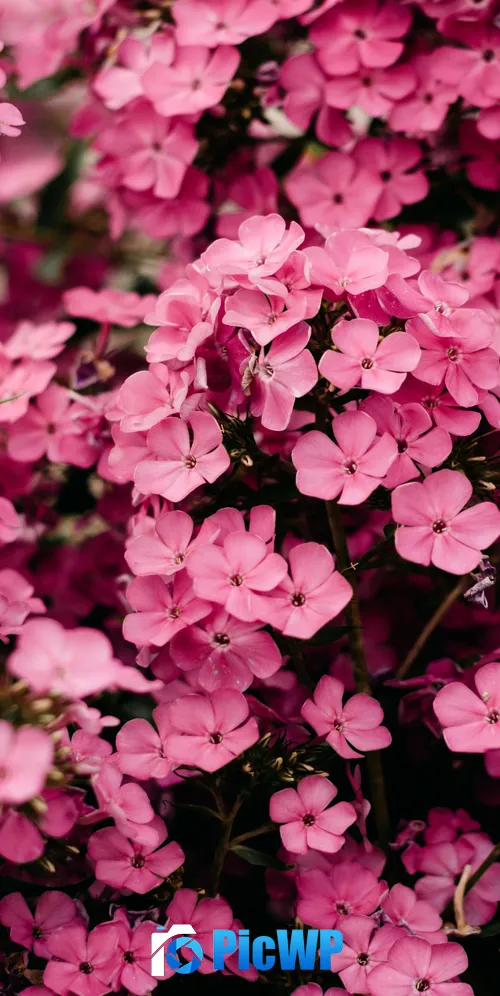 Pink flowers Closeup 3K Mobile Wallpaper
