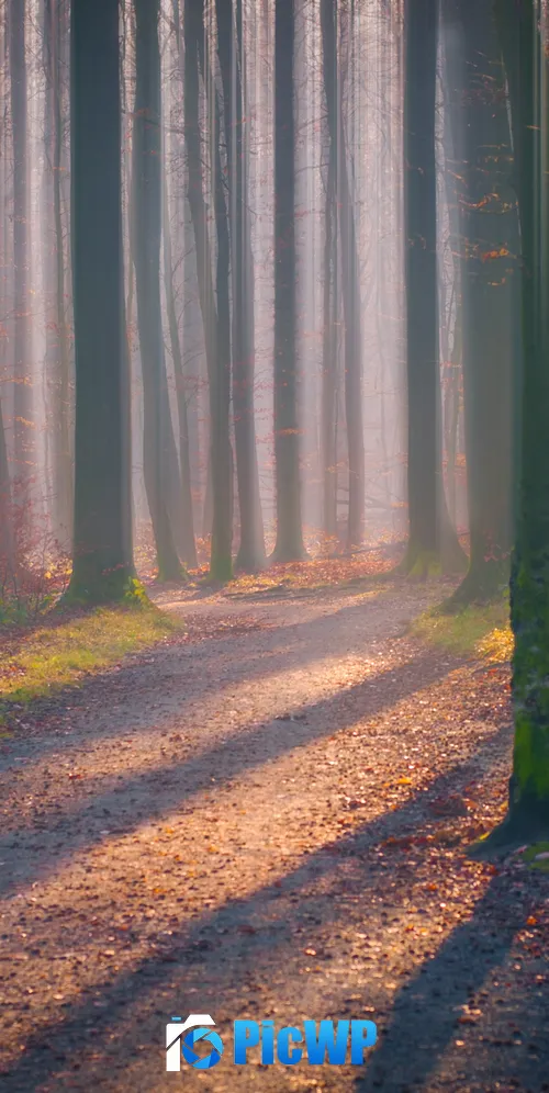 Autumn Forest Fallen Leaves 3K Mobile Wallpaper