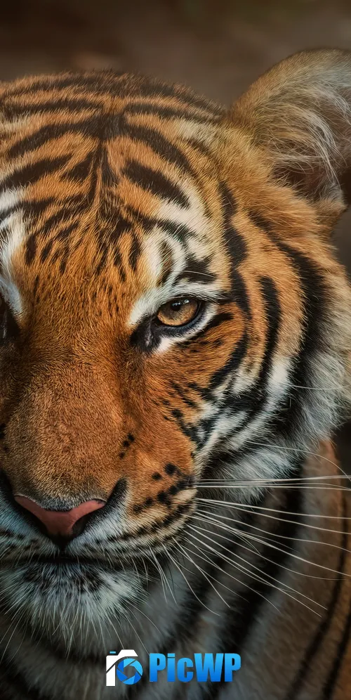 Bengal Tiger Closeup 3K Mobile Wallpaper