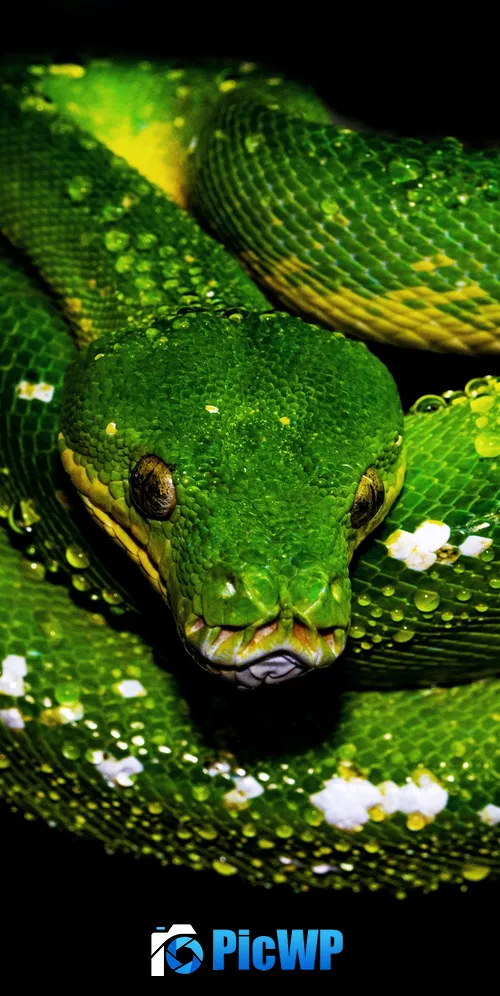 Tree Python Green snake 3K Mobile Wallpaper