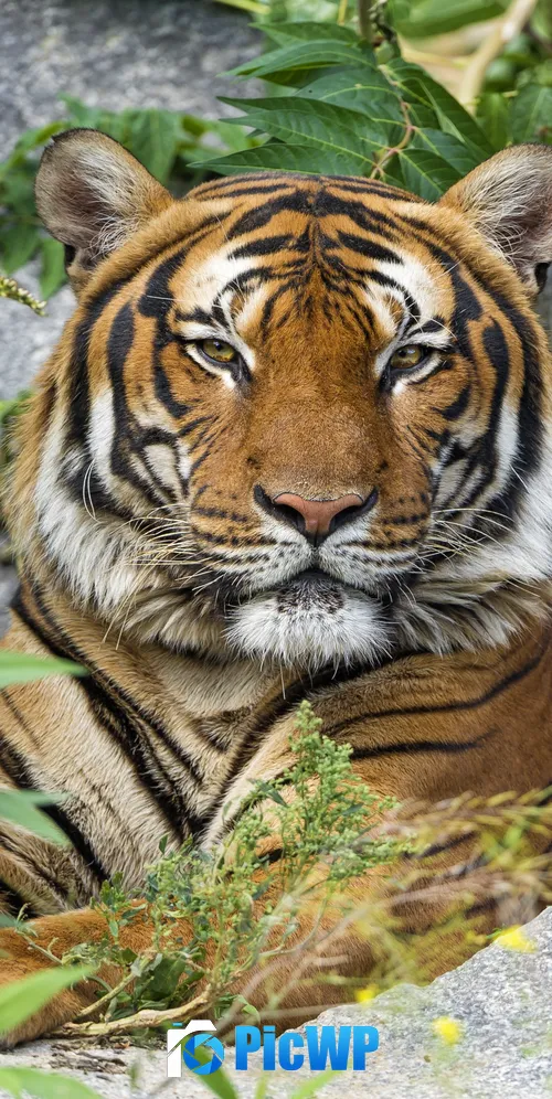 Malayan tiger Big cat 3K Mobile Wallpaper