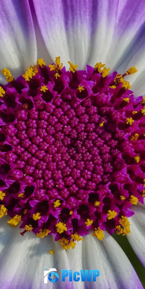 Purple Flower Macro 3K Mobile Wallpaper