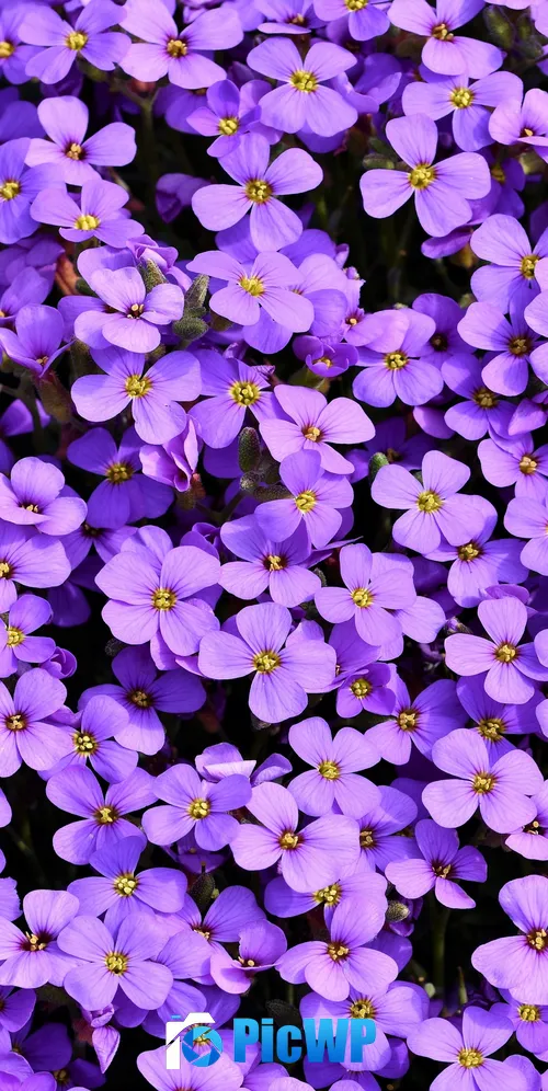Aubrieta Violet flowers 3K Mobile Wallpaper