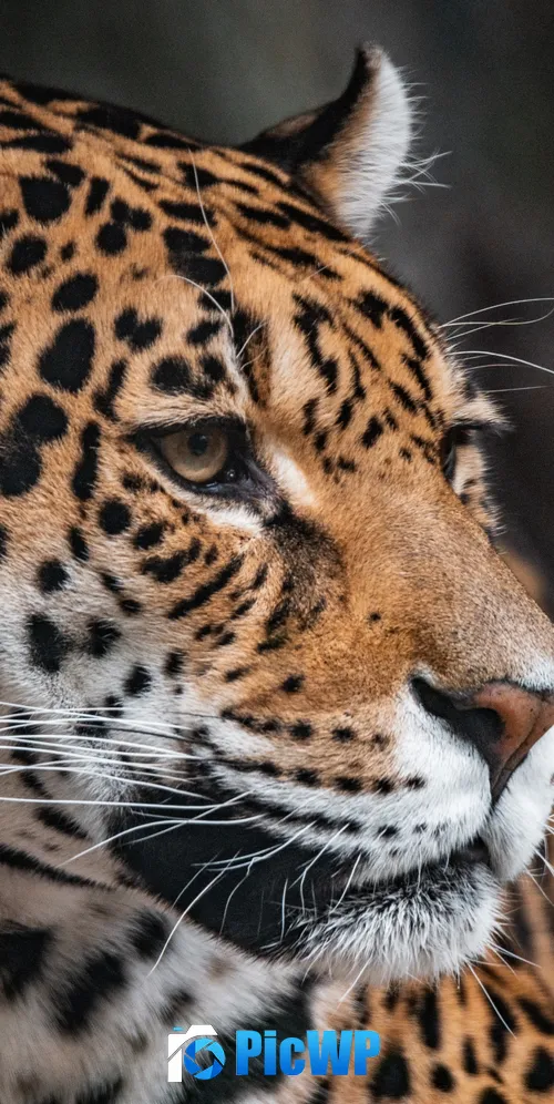 Leopard Zoo 3K Mobile Wallpaper
