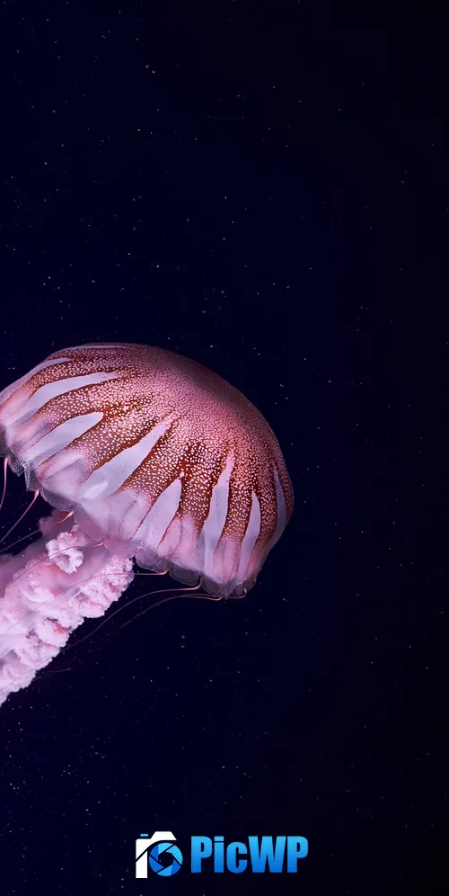 Jellyfish 3K Mobile Wallpaper