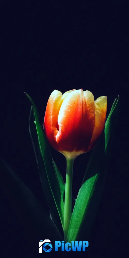 Tulip flower Orange tulips 3K Mobile Wallpaper