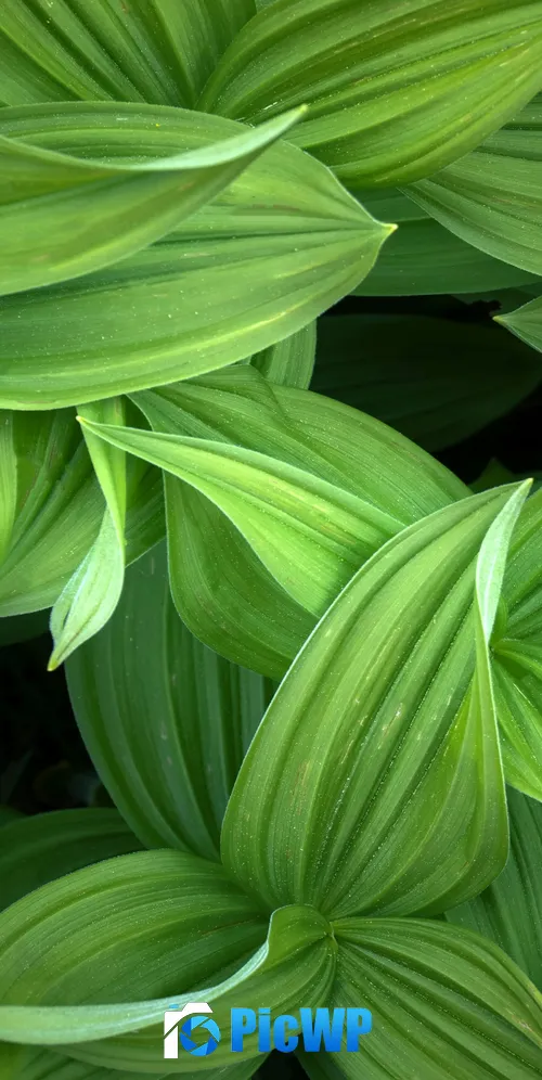 Green leaves Closeup 3K Mobile Wallpaper