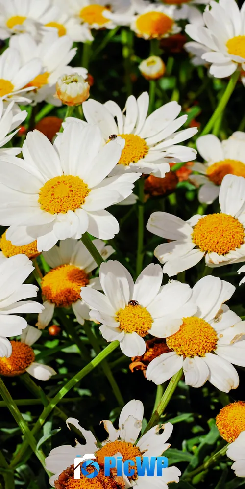 Daisies White flowers 3K Mobile Wallpaper