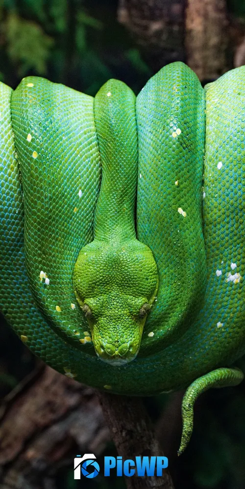 Green Python Green snake 3K Mobile Wallpaper