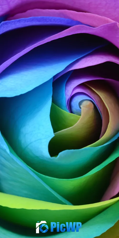 Rose flower Colorful 3K Mobile Wallpaper
