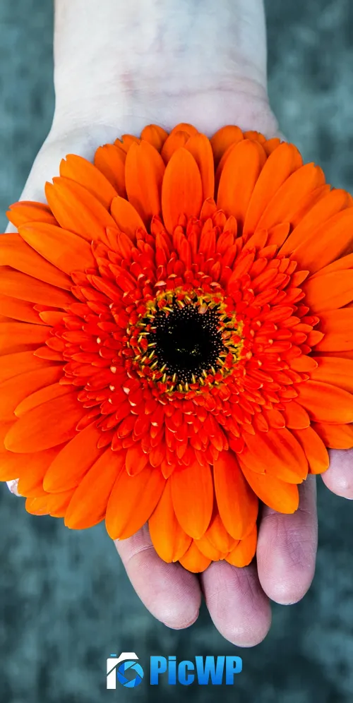 Orange flower Gerbera Daisy 3K Mobile Wallpaper