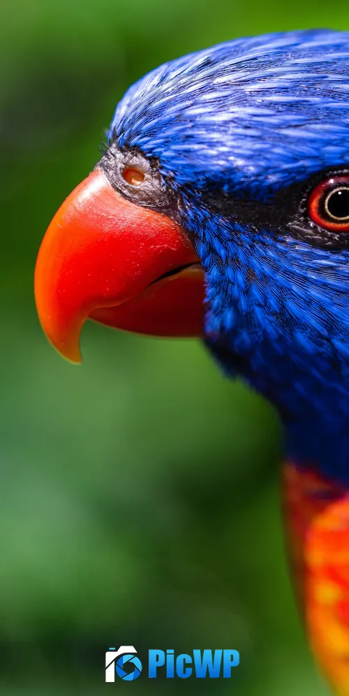 Rainbow Lorikeet Parrot 3K Mobile Wallpaper