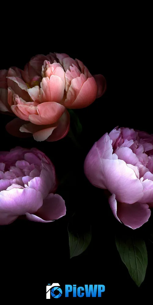 Rose flowers Colorful 3K Mobile Wallpaper