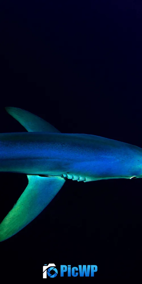 Blue Shark Underwater 3K Mobile Wallpaper