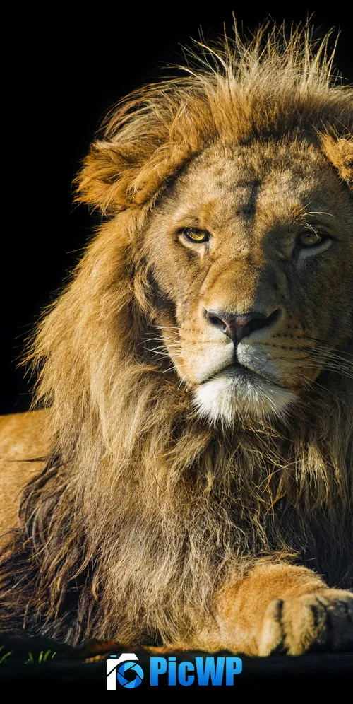 Lion Male 3K Mobile Wallpaper