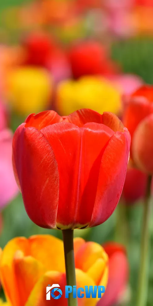 Tulip Field Multicolor 3K Mobile Wallpaper