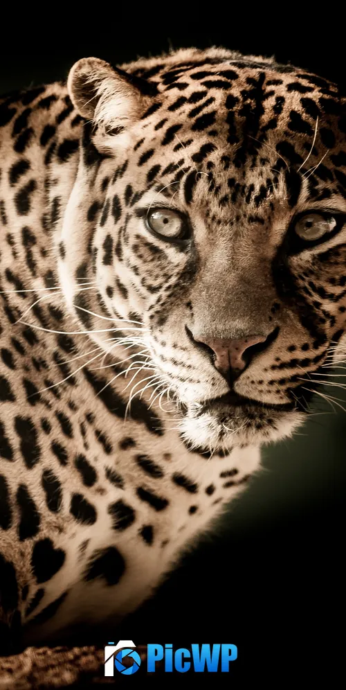 Leopard Wildcat 3K Mobile Wallpaper