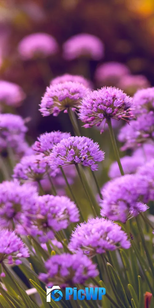 Purple Flowers Flower garden 3K Mobile Wallpaper