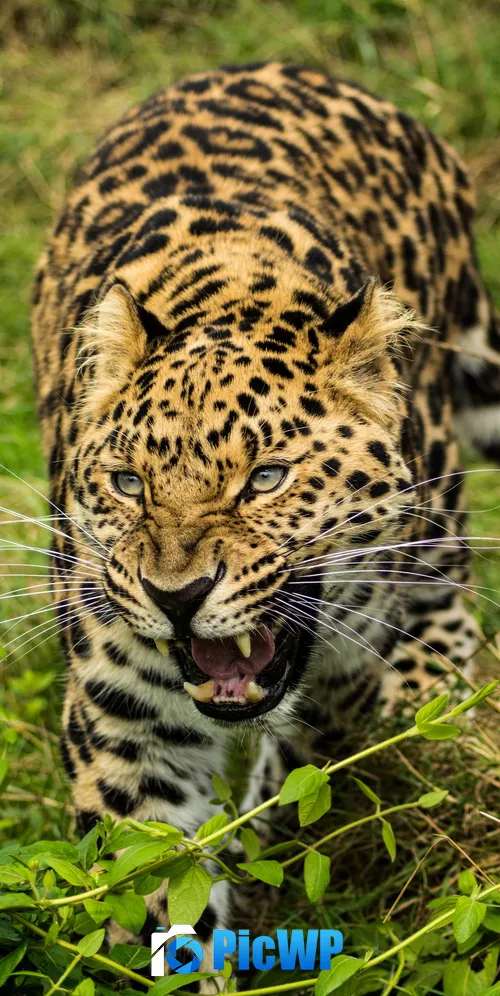 Leopard Green Grass 3K Mobile Wallpaper
