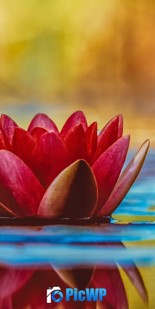 Water Lily Red flower 3K Mobile Wallpaper