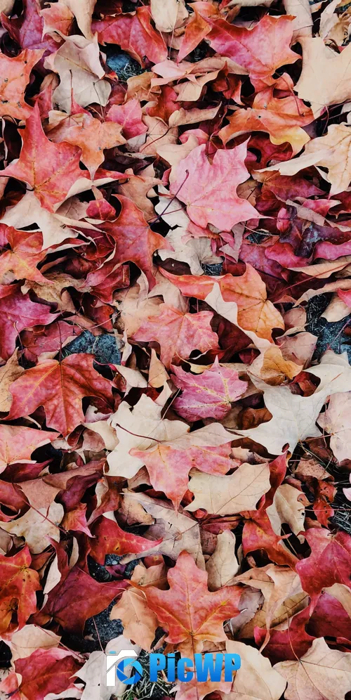 Maple leaves Purple 3K Mobile Wallpaper