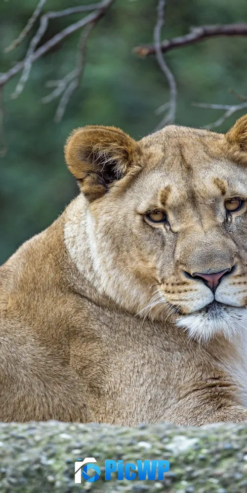 Young Lioness Wild animal 3K Mobile Wallpaper