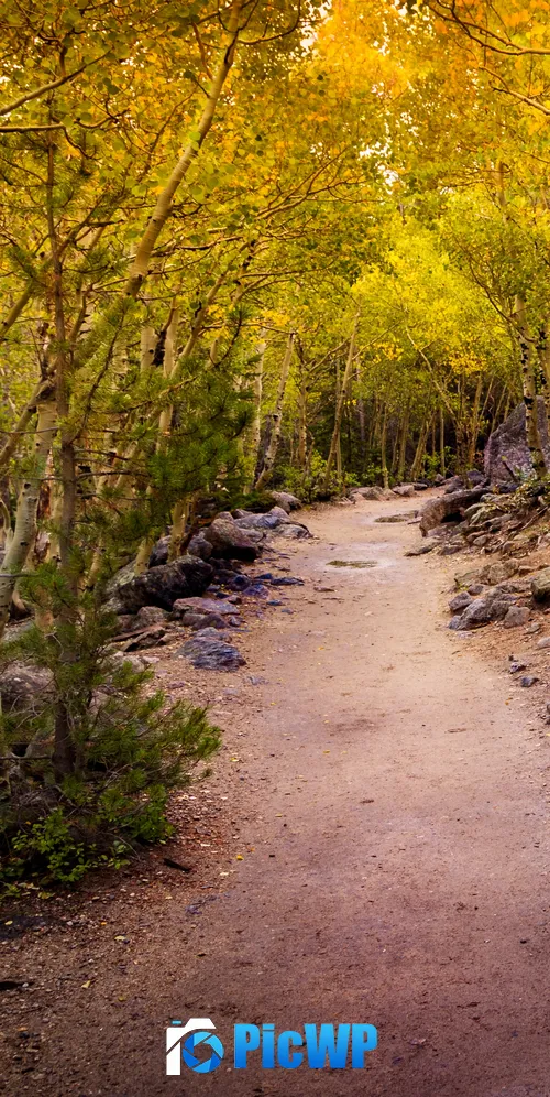 Aspen trees Pathway 3K Mobile Wallpaper