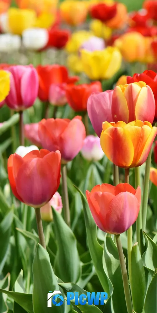 Colorful Tulip flowers Blooming in Spring 3K Mobile Wallpaper