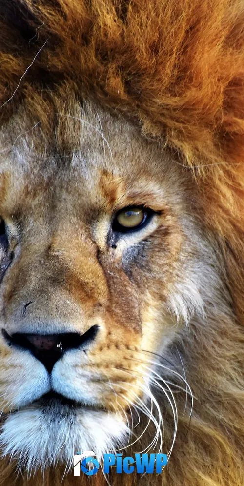 African Lion Closeup 3K Mobile Wallpaper