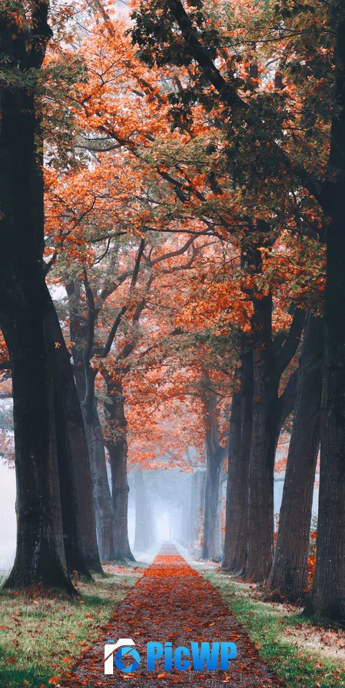 Autumn Foliage 3K Mobile Wallpaper