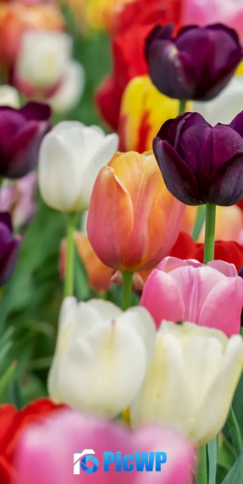 Colorful tulips in Bloom 3K Mobile Wallpaper