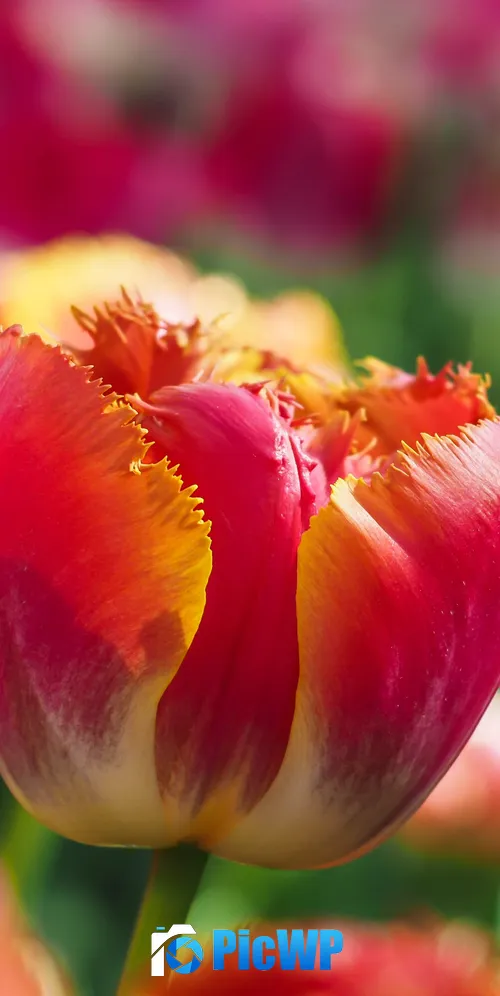 Tulips Garden 3K Mobile Wallpaper